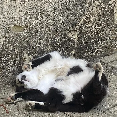 La Petite Machotte בית נופש Valréas